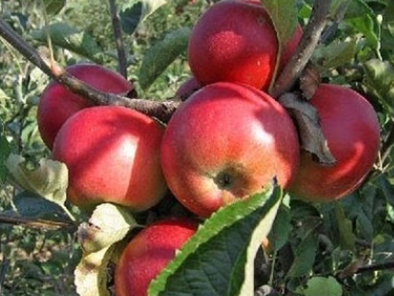 sadnice jabuka budimka