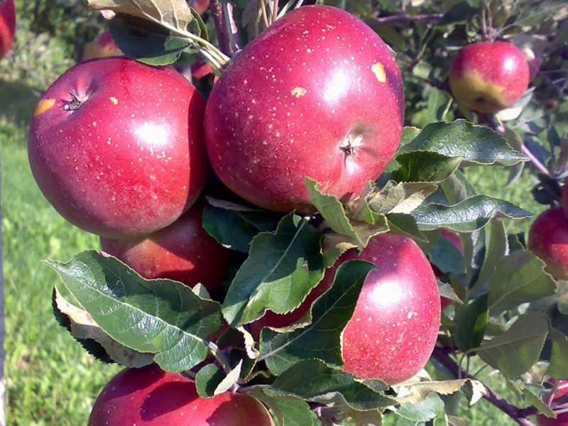 sadnice jabuka melrouz
