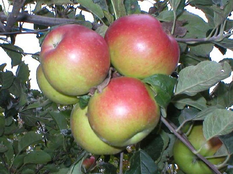 sadnice jabuka prima