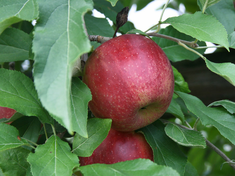 sadnice jabuka red top