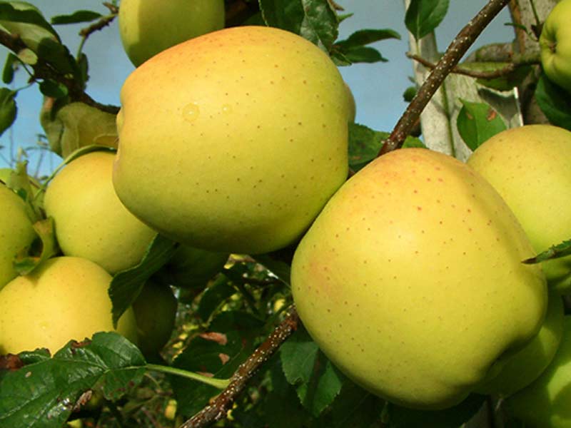 sadnice jabuka zlatni delises