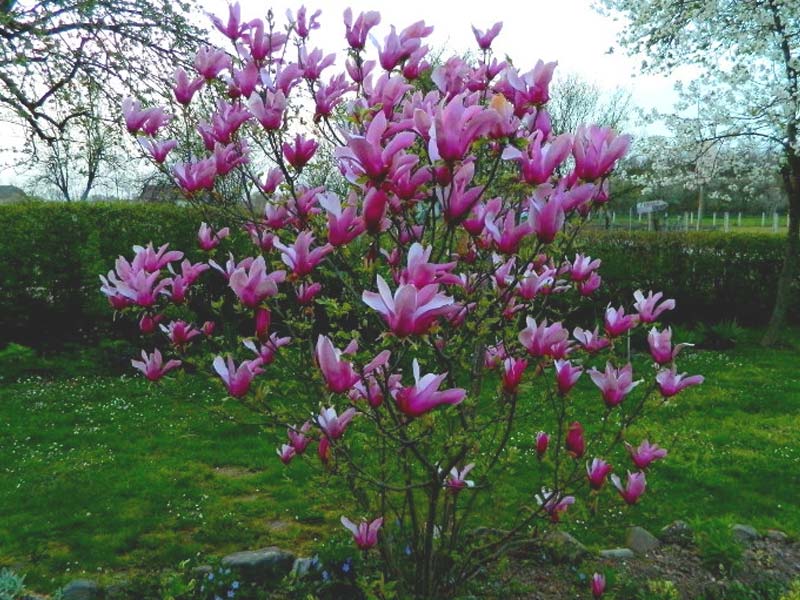 sadnice magnolija