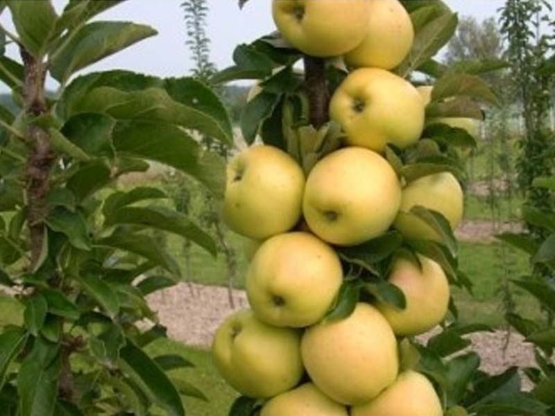sadnice stubasta jabuka djerdan