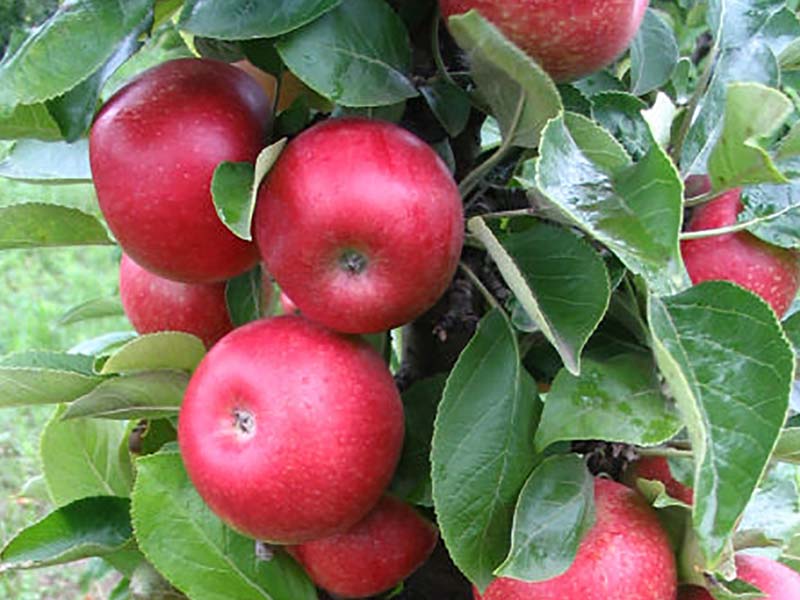 sadnice stubasta jabuka kraljica cardasa
