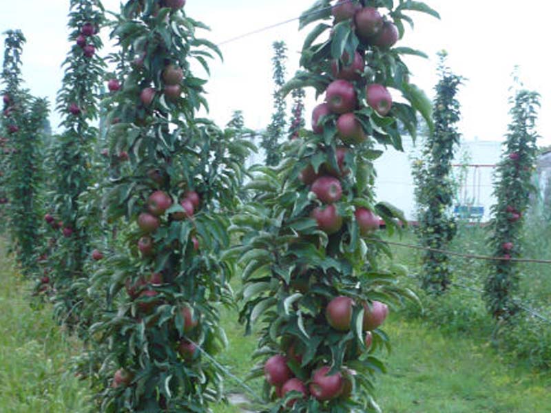 sadnice stubasta jabuka vesna