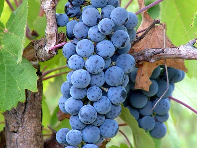 sadnice vinova loza vinske sorte prokupac