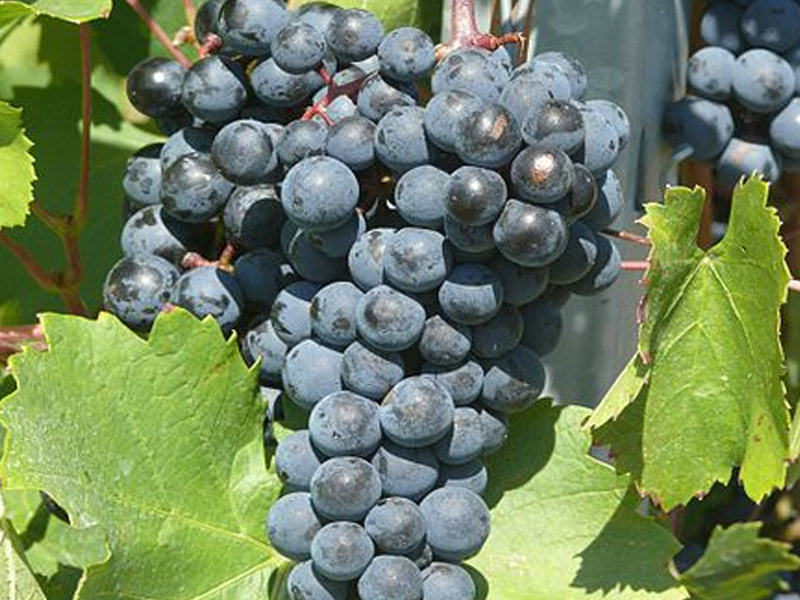 sadnice vinove loze vinske sorte crni burgundac