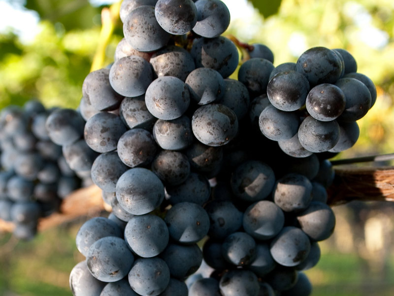 sadnice vinove loze vinske sorte merlot