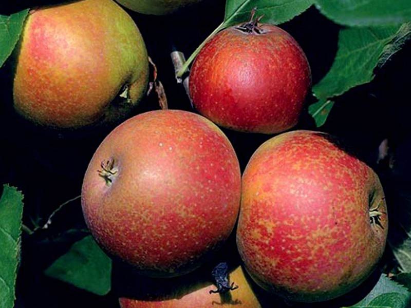 sadnice voca jabuka red boskop
