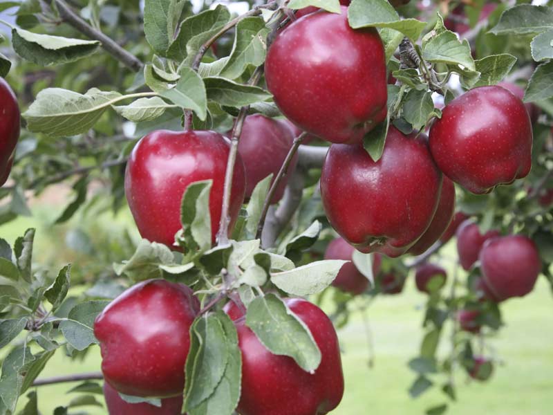 vocne sadnice jabuka crveni delises